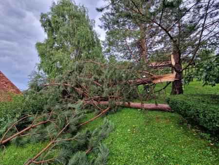 Veter je lomil drevesa